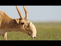 saiga antelope sound