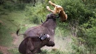 Best funny videos 2016-Extreme bull vs lion fighting
