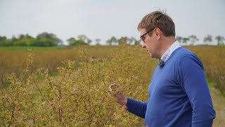 Borówka wysoka: tylko fertygacja i nawożenie dolistne