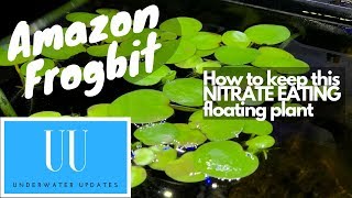 Keeping Amazon Frogbit - CARE, TEMPERATURE, TANK SIZE and MORE!!!