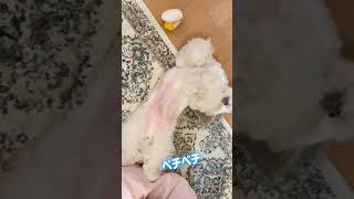 【癒し動画】シーズー犬のあるある？！愛犬の変な動きw チョイチョイ\u0026クネクネタイム #Shorts