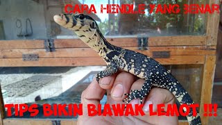 Cara bikin salva Lemot !!! wajib tau caranya