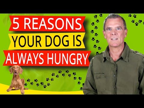 Should I feed my puppy more if he seems hungry?