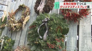 「感動しました」 公園の植物でクリスマス装飾　リースやツリーなど展示　札幌市