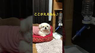 ベッドの位置が気になる #ペキニーズ  #pekingese