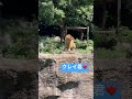 2023.9.7クレイ君❤️ とべ動物園 クレイ