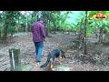 🤩🤩 ലീഷ് walking 2 leash walking വളര്‍ത്തു നായയെ പരിശീലിപ്പിക്കാം dog training laze media