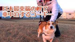 A corgi traveling in a camper in Hokkaido.