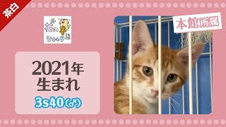 【保護子猫】里親募集中！茶白猫の保護猫をご紹介☆2021年3月生まれの男の子☆花の木シェルター「本館」所属☆