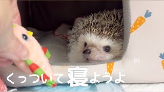 雷鳴が聞こえた時のハリネズミの反応がかわいいHedgehog afraid of thunder