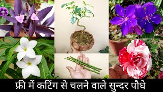 फ्री में बनाए इन सुन्दर पौधों की कटिंग, september october garden plants from cutting names update