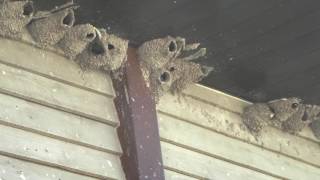 Swallow Nesting