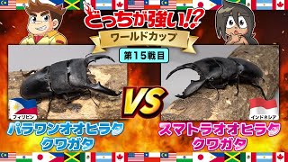 【どっちが強い!?ワールドカップ編 】昆虫バトル 第15戦目　パラワンオオヒラタクワガタVSスマトラオオヒラタクワガタ