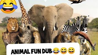 Funny Animals, Funny Videos😀