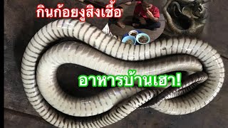 เมนูเด็ด อาหารบ้านเราก้อยงูสิง (ເມນູເດັດອາຫານບ້ານຮົາກ້ອບງູສິງ)