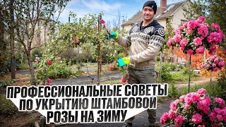 Как УКРЫВАТЬ ШТАМБОВЫЕ РОЗЫ В ЗИМУ|ОБРЕЗКА,ПРИГИНАНИЕ,УКРЫТИЕ.