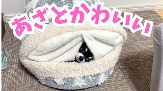 寝起きが信じられないほど悪いチワワがあざと可愛い