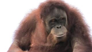 体操乙女　リリー　市川動植物園　スマトラオランウータン