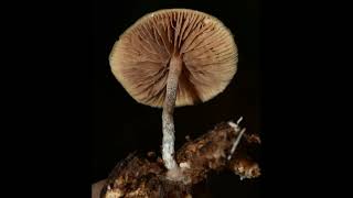 Psilocybe caerulipes