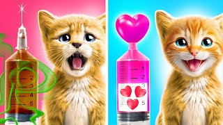 Live: Pamper Your Purr: Exclusive Tips for Cat Owners 💖