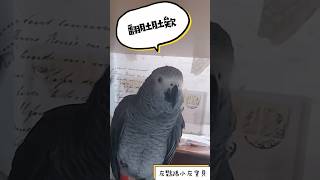 灰鸚鵡小灰寶貝說：鳥鳥嗷嗚~翻肚肚好玩齁😆#小灰寶貝parrot #灰鸚鵡愛說話 #灰鸚鵡愛講話 #灰鸚鵡小灰 #灰鸚鵡小灰寶貝