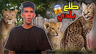 اتنصب عليا في اسد الجبال | هل دا قط بري ولا لا !!😱