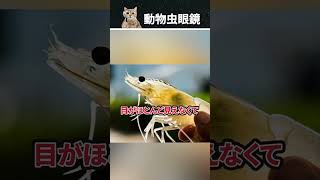 テッポウエビとハゼが親友である理由