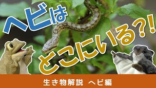 ヘビ編【生き物解説】草むらと水辺はヘビに要注意！