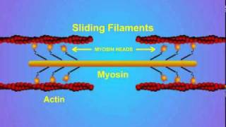 5. Details of Actin-Myosin Crosslinking