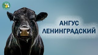 Генетическое импортозамещение. Просто Агроблог.