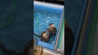 両手でお水を掴もうとするカワウソたちが可愛すぎるww Otters trying to grab water with both hands is too cute! #shorts