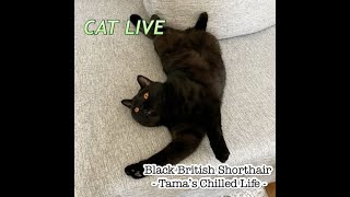 Cat Live Stream （AFK）- Tama the Black Cat -  (# 94）