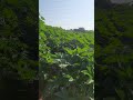 Castor Female Line (Hybrid Seed Production)Description Link More Videos