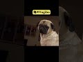 俺のyogibo パグ pug 眠い犬 shorts short