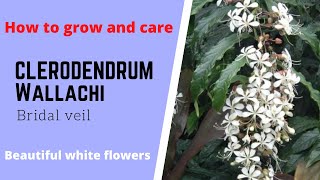 Clerodendrum wallichi Bridal veil Nodding clerodendron Beautiful white elegant dangling flowers