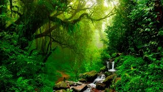 Relaxing Music - Flute, Gentle Birds and Rainforest Sound