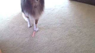 George vs  Laser Pointer