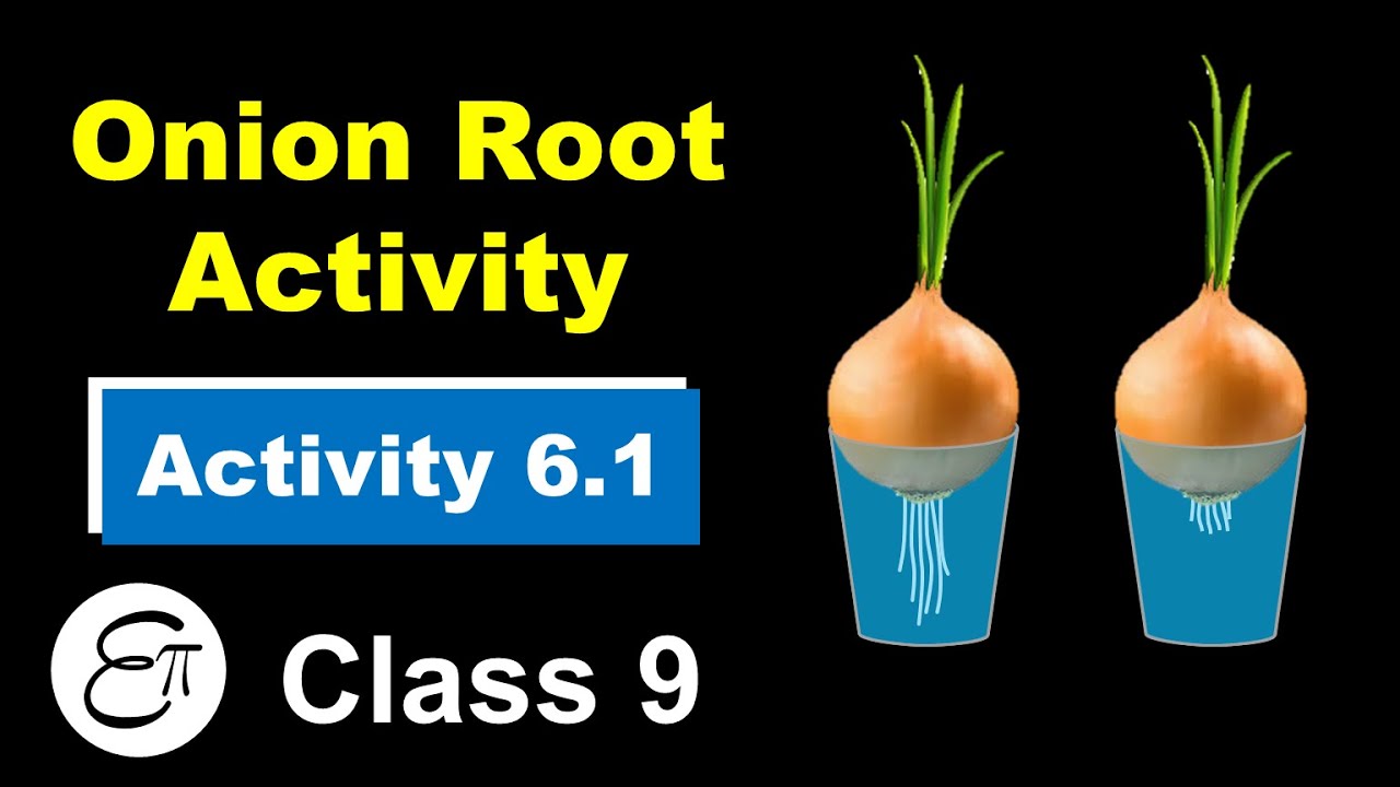 Onion Root Activity For Class 9 (ANIMATION) || Activity 6.1 In Hindi ...