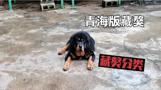 Tibetan Mastiff  dogs | 大家可以分清青海藏獒  西藏藏獒  河曲藏獒？能在评论区说一下？