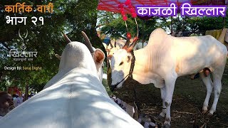 Khillar Maharashtrachi Shaan | काजळी खिल्लार गाय - खोंड । कार्तिक वारी - भाग २१। २०१९