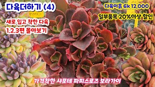 다육더하기 (4) 가격 착하게 들어온 다육이들 1.2.3편 한자리에서 몰아보기 일부품목 할인