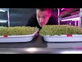 crazy microgreen density broccoli seed density experiment