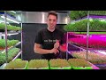 crazy microgreen density broccoli seed density experiment