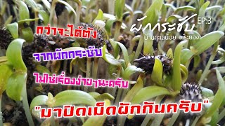 ผักกระชับ ไม่ได้ทำง่ายอย่างที่คิด | ผักกระชับ EP.3  | by Manes