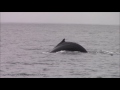 9.9.16 fin whale u0026 humpback whales monterey travel adventure