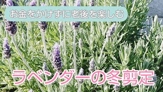 《老活》ラベンダーの冬剪定