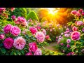 Great Piano Music With Amazing Nature Flowers Movie Relieve Stress🌺Reduce Depression, Calm Music