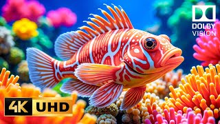 Hidden Waters 4K UHD | Stunning Marine Life and Coral for a Peaceful Journey