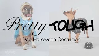 Funny Halloween Costumes For Big And Small Dogs