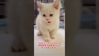 里親募集中😸😸6.5(火)夕方の様子❗️動画の子は　#マンチカンちゃん　左前の手ややハンディがあります。　#子猫　詳細◎⇨近日中にホームページへUPします。今週も沢山の里親ネコちゃん達がおります。